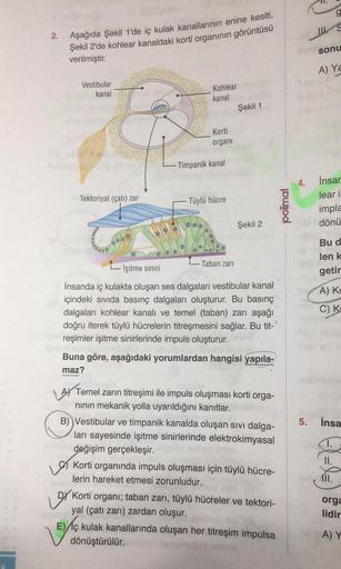 2.
Aşağıda Şekil 1'de iç kulak kanallarının enine kesiti,
Şekil 2'de kohlear kanaldaki korti organının görüntüsü
verilmiştir.
Vestibular
kanal
Tektoriyal (çatı) zar
0000
Kohlear
kanal
Korti
organi
- Timpanik kanal
Tüylü hücre
00
Taban zarı
Şekil 1
Şekil 2
