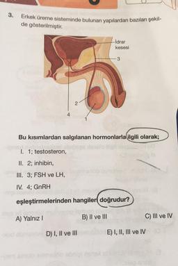 3.
Erkek üreme sisteminde bulunan yapılardan bazıları şekil-
de gösterilmiştir.
2
nejlőb abr
-İdrar
kesesi
Bu kısımlardan salgılanan hormonlarla ilgili olarak;
I. 1; testosteron,
II. 2; inhibin,
III. 3; FSH ve LH,
IV. 4; GnRH
eşleştirmelerinden hangiler doğrudur?
A) Yalnız I
B) II ve III
D) I, II ve III memnuló E) I, II, III ve IV
NOL
3
C) III ve IV