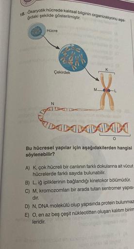 18. Okaryotik hücrede kalıtsal bilginin organizasyonu aşa-
ğıdaki şekilde gösterilmiştir.
pled
Hücre
BIST
Çekirdek
N
K
ML
DOOOOO
Bu hücresel yapılar için aşağıdakilerden hangisi
söylenebilir?
O
A) K, çok hücreli bir canlının farklı dokularına ait vücut
hüc