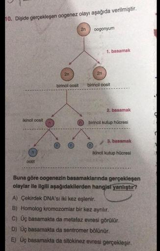 10. Dişide gerçekleşen oogenez olayı aşağıda verilmiştir.
ikincil oosit
ootit
2n
birincil oosit
2n
oogonyum
2n
1. basamak
birincil oosit
2. basamak
birincil kutup hücresi
3. basamak
ikincil kutup hücresi
Buna göre oogenezin basamaklarında gerçekleşen
olayl