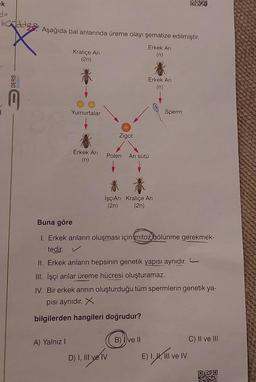 ek
-bodde Aşağıda bal arılarında üreme olayı şematize edilmiştir.
Erkek Arı
(n)
DERS
MARKET
Kraliçe Ari
(2n)
A) Yalnız I
Yumurtalar
Erkek Arı
(n)
Zigot
Polen Arı sütü
Erkek Arı
(n)
İşçiArı Kraliçe Arı
(2n) (2n)
D) I, III ve IV
Buna göre
1. Erkek arıların oluşması için mitoz bölünme gerekmek-
tedir.
II. Erkek arıların hepsinin genetik yapısı aynıdır.
III. İşçi arılar üreme hücresi oluşturamaz.
IV. Bir erkek arının oluşturduğu tüm spermlerin genetik ya-
pısı aynıdır. X
bilgilerden hangileri doğrudur?
B) ve II
Sperm
E) I, II, III ve IV
C) II ve III