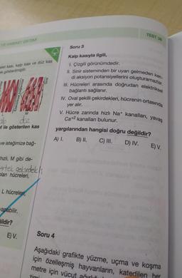 VE HAREKET SISTEMI
elet kası, kalp kası ve düz kas
ek gösterilmiştir.
W
L
M
düz
M'ile gösterilen kas
Elektiriksel bağlantılar
ve isteğimize bağ-
hızlı, M gibi de-
tek gekirdekli
plan hücreleri,
L hücreleri,
apabilir.
ildir?
E) V.
Sinir
Soru 3
Soru 4
TEST 38
Kalp kasıyla ilgili,
1. Çizgili görünümdedir.
II. Sinir sisteminden bir uyarı gelmeden ken-
di aksiyon potansiyellerini oluşturamazlar.
III. Hücreleri arasında doğrudan elektriksel
bağlantı sağlanır.
IV. Oval şekilli çekirdekleri, hücrenin ortasında
yer alır.
V. Hücre zarında hizlı Na+ kanalları, yavaş
Ca+2 kanalları bulunur.
yargılarından hangisi doğru değildir?
A) I.
B) II.
C) III.
D) IV.
E) V.
Aşağıdaki grafikte yüzme, uçma ve koşma
için özelleşmiş hayvanların, katedilen her
metre için vücut ağırlığı
timi