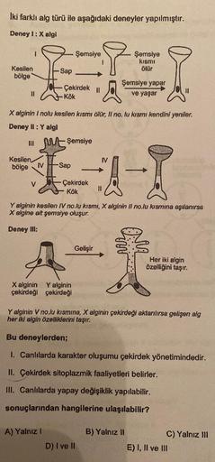 Iki farklı alg türü ile aşağıdaki deneyler yapılmıştır.
Deney I: X algi
Kesilen
bölge
1
11
Kesilen,
bölge
Sap
IV
III Şemsiye
Çekirdek II
Kök
X alginin I nolu kesilen kısmı ölür, Il no. lu kısmı kendini yeniler.
Deney II: Y algi
Sap
Şemsiye
A) Yalnız I
Çeki