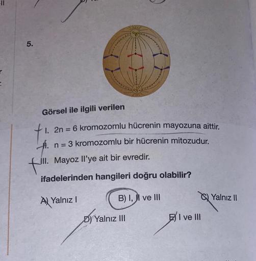 5.
Görsel ile ilgili verilen
2n = 6 kromozomlu hücrenin mayozuna aittir.
n = 3 kromozomlu bir hücrenin mitozudur.
A.
fill
JII. Mayoz Il'ye ait bir evredir.
ifadelerinden hangileri doğru olabilir?
A Yalnız I
B) I, II ve III
D) Yalnız III
D) Ya
I ve III
Yaln