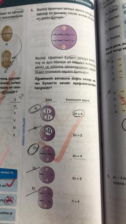 ilinen bir hücrenin
i numaralandırıla-
III
na
rılmış kısımlar-
Anafaz evresi-
esine ait olan-
verilmiştir?
k erir.
zarafart
evresi ile
ara cekilir.
uplara gi-
Z
> > > = =
Sit
MİRAY YAYINLARI
3. Biyoloji öğretmeni tahtaya diploid olduğunu
belirttiği bir hücrenin mitotik evrede Anafa
zın şeklini çizmiştir.
Biyoloji öğretmeni Eymen'i tahtaya kaldır
mış ve aynı hücreye ait Metafaz evresinin
şeklini ve bölünme tamamlandıktan sonra
oluşan kromozom sayısını sormuştur.
Öğretmenin sorusuna doğru cevap ve-
ren Eymen'in cevabı aşağıdakilerden
hangisidir?
A)
BY
O
E)
Şekil
XX
Unmesi
XX
XxxXX
Kromozom sayısı
(2n = 4
2n = 2
2n = 4
2n = 2
n = 4
50
bu
verilmiştir
Protaz
a.
6. Interfaz
Metafaz
d. Anafaz
Buna göre, ev
mesi hangi se
AV a
b
CO
C
P
C
L
(
↑
↑
↓ ↓
6. 2n=4 kr
mesine