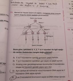 resinin inter
nda oluşa
E) 8
eri ayn
Ilve Il
*mibada da
mayordo da
eslent ode Protar in I evresinde
11. Memeli bir hayvan türüne ait sağlıklı, normal bir erkek bireyde
sperm oluşumu süreci aşağıda görülmektedir.
Z 23
Sperm ana hücresi
46
23
E)
sadece 1 kes PNA
23
Mayoz 1
23
(23) Y
Sperm hücreleri
Mayoz 2
23
Farklılaşma
Prf Yayınları
Buna göre, şekildeki X, Y, Z, T ve V hücreleri ile ilgili aşağı-
da verilen ifadelerden hangisi doğru olamaz?
SAN TENT
A) X ve Y hücrelerinin içerdiği gonozom çeşidi farklıdır.
B) T ve V hücrelerinin içerdikleri gen sayısı ve çeşidi aynıdır.
C) Krosing over gerçekleşmemesi durumunda X hücresinden
oluşan iki hücrenin genetik yapısı aynı olur.
D) Aynı canlıya ait normal bir vücut hücresinin DNA sayısı ile Y
hücresinin DNA sayısı aynıdır.
ve Z hücrelerinin kromozom sayısı ve DNA miktarı aynıdır.
mi
III. De
fa
IV. H
re
yarg
A) II
13. Ca