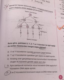 Z 23
11. Memeli bir hayvan türüne ait sağlıklı, normal bir erkek bireyde
sperm oluşumu süreci aşağıda görülmektedir.
Sperm ana hücresi
23
23
46
evresinde
Mayoz 1
(23
ces DNA
23) Y
Mayoz 2
23
Farklılaşma
Prf Yayınları
Sperm hücreleri
Buna göre, şekildeki X, Y, Z, T ve V hücreleri ile ilgili aşağı-
da verilen ifadelerden hangisi doğru olamaz?
A) X ve Y hücrelerinin içerdiği gonozom çeşidi farklıdır.
B) T ve V hücrelerinin içerdikleri gen sayısı ve çeşidi aynıdır.
C) Krosing over gerçekleşmemesi durumunda X hücresinden
oluşan iki hücrenin genetik yapısı aynı olur.
D) Aynı canlıya ait normal bir vücut hücresinin DNA sayısı ile Y
hücresinin DNA sayısı aynıdır.
E) X ve Z hücrelerinin kromozom sayısı ve DNA miktarı aynıdır.
II. Kerta
mişt
III. Der
farl
IV. Ha
re
yargıl
A) II
13. Ca
39
1.
11
I