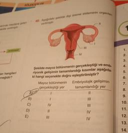 lerinde meydana gelen
ekilde verilmiştir.
Aminoasit
SOLENTERIER
an hangileri
rneğidir?
B)
C)
D)
E)
40. Aşağıdaki şekilde dişi üreme sisteminin organları
verilmiştir.
IV
ve emb.
Şekilde mayoz bölünmenin gerçekleştiği
riyonik gelişimin tamamlandığı kısımlar aşağıda-
ki hangi seçenekte doğru eşleştirilmiştir?
Mayoz bölünmenin Embriyolojik gelişimin
gerçekleştiği yer tamamlandığı yer
||
|||
|||
IV
IV
IV
||
|||
1.
2.
3.
4.
5.
6.
7.
8.
9.
10.
11.
12.
13.
14.