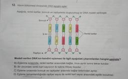 12. Hücre bölünmesi öncesinde DNA kendini eşler.
Aşağıda, renkli kartlar, boncuk ve raptiyelerle oluşturulmuş bir DNA modeli verilmiştir.
Boncuk
Sari
Mavi
Mavi
Sari
Yeşil
Kırmızı
Sarı
Renkli kartlar
Raptiye+
Modeli verilen DNA'nın kendini
A) Eşlenme sırasında, renkli kartlar arasındaki bağlar, önce ayrılır sonra tekrar kurulur.
B) Bir zincirdeki renkli kart sayısının iki katına ihtiyaç duyulur.
C) Eşleme sırasında boncuk ve raptiyeler arasında bağlar birbirinden ayrılır.
D) Eşleme tamamlandığında
eşlemesi ile ilgili aşağıdaki çıkarımlardan hangisi yanlıştır?
raptiye sayısı ile renkli kart sayısı arasındaki eşitlik bozulmaz.