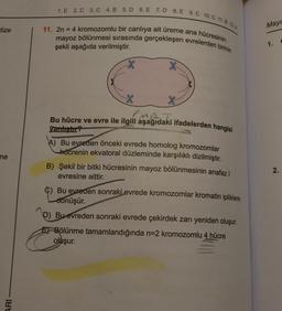 tize
ne
ARI
1. E 2. C 3. C 4. B 5. D 6. E 7. D 8. E 9. C 10.C 11.B 12 A
11. 2n = 4 kromozomlu bir canlıya ait üreme ana hücresinin
mayoz bölünmesi sırasında gerçekleşen evrelerden birinin
şekli aşağıda verilmiştir.
Bu hücre ve evre ile ilgili aşağıdaki ifadelerden hangisi
Vanhıştır?
A) Bu evreden önceki evrede homolog kromozomlar
hücrenin ekvatoral düzleminde karşılıklı dizilmiştir.
B) Şekil bir bitki hücresinin mayoz bölünmesinin anafaz |
evresine aittir.
C) Bu evreden sonraki evrede kromozomlar kromatin ipliklere
dönüşür.
D) Bu evreden sonraki evrede çekirdek zarı yeniden oluşur.
EBölünme tamamlandığında n=2 kromozomlu 4 hücre
oluşur.
Mayc
1.
2.