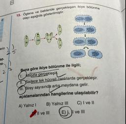 erin
kt-
nt-
2
B
15. Öglena ve bakteride gerçekleşen ikiye bölünme
olayı aşağıda gösterilmiştir.
Buna göre ikiye bölünme ile ilgili;
1. Mitozla gerçekleşir.
11. Sadece tek hücreli canlılarda gerçekleşir.
II. Birey sayısında artış meydana gelir.
açıklamalarından hangilerine ulaşılabilir?
A) Yalnız I
B) Yalnız III
Il ve III
C) I ve II
E), I ve III