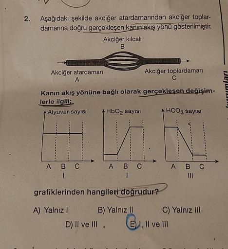 2. Aşağıdaki şekilde akciğer atardamarından akciğer toplar-
damarına doğru gerçekleşen kanın akış yönü gösterilmiştir.
Akciğer kılcalı
B
Akciğer atardamari
A
Kanın akış yönüne bağlı olarak gerçekleşen değişim-
lerle ilgili:
◆Alyuvar sayısı
A HbO₂ sayısı
Ak