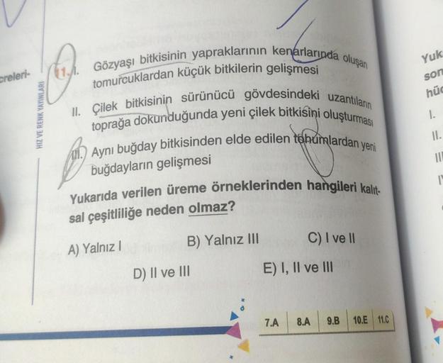 creleri-
(
HIZ VE RENK YAYINLARI
Gözyaşı bitkisinin yapraklarının kenarlarında oluşan
tomurcuklardan küçük bitkilerin gelişmesi
II. Çilek bitkisinin sürünücü gövdesindeki uzantıların
toprağa dokunduğunda yeni çilek bitkisini oluşturması
. Aynı buğday bitki