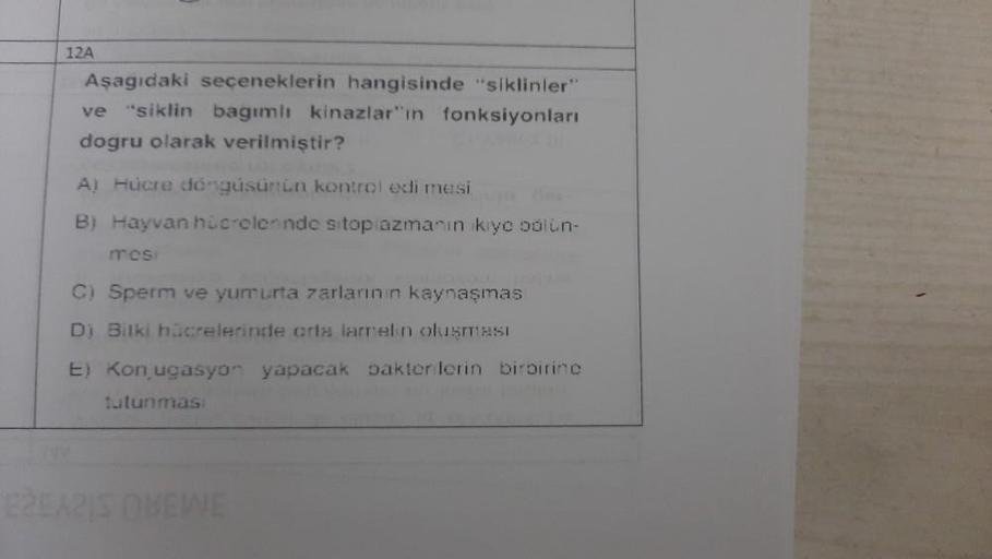 12A
Aşagıdaki seçeneklerin hangisinde "siklinler"
ve "siklin bagımlı kinazlar"ın fonksiyonları
dogru olarak verilmiştir?
A) Hucre döngüsünün kontrol edi mesi
B) Hayvan hücrelerinde sitoplazmanın ikiye bölün-
mosi
C) Sperm ve yumurta zarlarının kaynaşmas
D)