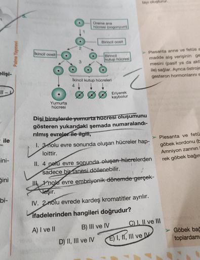 elişi-
11-
ile
ini-
Sini
bi-
Palme Yayınevi
Ikincil oosit
Yumurta
hücresi
Üreme ana
hücresi (oogonyum)
Birincil oosit
Birincil
kutup hücresi
Ikincil kutup hücreleri
4
Eriyerek
kaybolur
Dişi bireylerde yumurta hücresi oluşumunu
gösteren yukarıdaki şemada nu