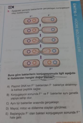 3. Aşağıdaki şemada bakterilerde gerçekleşen konjugasyon
olayı özetlenmiştir.
F+
F-
ÜNİTE-I HÜCRE BÖLÜNMELERİ
OO
F+
Buna göre bakterilerin konjugasyonuyla ilgili aşağıda-
ki ifadelerden hangisi doğru olamaz?
F+
A) Plazmit DNA'nın F+ bakteriden F- bakteriye