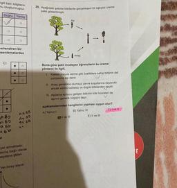 Igili bazı bilgilerin
nu oluşturmuştur.
Doğru Yanlış
vo
O
C)
O
●
erlendiren bir
esenlemelerden
A Bb
B5
a Bb
abb
A
●
O
●
O
O
e
O
O
AABB
A9 6B
49 BB
AT
yer almaktadır.
asına bağlı olarak
meydana gelen
'nin birey sayısı
20. Aşağıdaki şekilde bitkilerde gerçekleşen bir eşeysiz üreme
şekli gösterilmiştir.
Anaç
1-1
Buna göre şekli inceleyen öğrencilerin bu üreme
yöntemi ile ilgili,
1. Kaliteli meyve verme gibi özelliklere sahip bitkinin dal
parçasına aşı denir.
II. Anaç genellikle olumsuz çevre koşullarına dayanıklı
ancak verimi kalitesiz ve düşük bitkilerden seçilir.
III. Aşılama sonucu gelişen bitkinin kök hücreleri de
aşının genetik bilgisini taşır.
I ve Ill
açıklamalarından hangilerini yapması uygun olur?
A) Yalnız I
B) Yalnız III
C) I ve II
E) II ve III
E