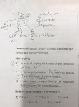 6. kralice
(2n)
moyoz
Enter
37
n
a
1.
mitoz
(2n)
(2n)
Erkek ar
Dmito 2
@sperm
Yukarıdaki şekilde-arıların üremesi sırasında göz-
lenen bazı olaylar verilmiştir.
mitoz
Buna göre;
b, c ve d olaylarında kalıtsal bilgide değişiklik
görülmez.
D) II ve III
į
II.
a olayını gerçekleştiren birey ve dolayı sonucu
oluşan birey aynı cinsiyete sahiptir.
III. c olayı sonucu oluşan bireyde her karakterle
ilgill alel genler bir arada bulunur.
ifadelerinden hangileri söylenebilir?
A) Yalnız I
B) Yalnız III
C) I ve II
E) I, II ve III