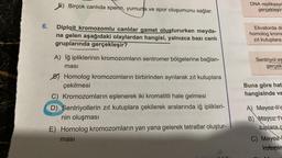 6.
Birçok canlıda sperm, yumurta ve spor oluşumunu sağlar.
Diploit kromozomlu canlılar gamet oluştururken meyda-
na gelen aşağıdaki olaylardan hangisi, yalnızca bazı canlı
gruplarında gerçekleşir?
A) İğ ipliklerinin kromozomların sentromer bölgelerine bağlan-
ması
B) Homolog kromozomların birbirinden ayrılarak zıt kutuplara
çekilmesi
C) Kromozomların eşlenerek iki kromatitli hale gelmesi
D) Sentriyollerin zıt kutuplara çekilerek aralarında iğ iplikleri-
nin oluşması
E) Homolog kromozomların yan yana gelerek tetratlar oluştur-
ması
DNA replikasyo
gerçekleşir
Ekvatorda di
homolog kroma
zit kutuplara
Sentriyol es
gerçek
Buna göre hat
hangisinde ve
A) Mayez l'e
B) Mayoz l'o
tuplara c
C) Mayez
kutupla