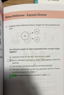 rasyon
cekles
Mitoz Bölünme - Eşeysiz Üreme
1. Aşağıda mitoz bölünme sonucu oluşan iki hücre gösterilmek-
tedir.
2n
2n
T
2n
Bu bölünme çeşidi ile ilgili aşağıdakilerden hangisi doğru
değildir?
A) İnsanda kırılan bir kemiğin onarılmasını sağlar.
BLarva halindeki kurbağanın ergin hale gelmesi sürecinde
gözlenir.
C) Çok hücreli canlılarda eşeysiz üremede gözlenir.
D) Menekşe bitkisinden ayrılan bir yapraktan yeni bir menek-
şe bitkisi oluşumunu sağlar,
E) İnsanda sperm sayısının artmasını sağlar.