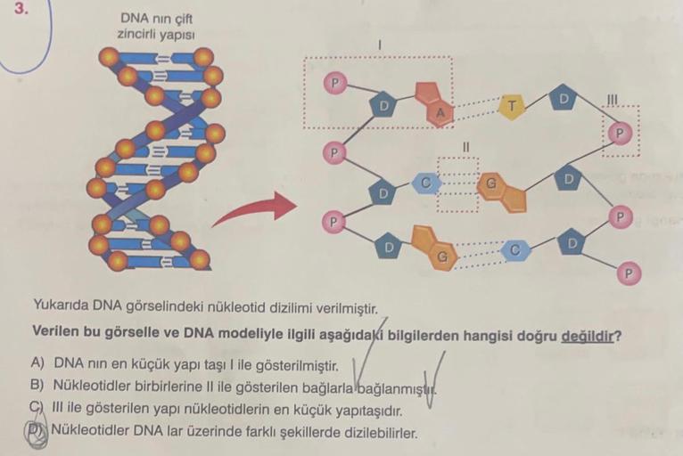 3.
DNA nın çift
zincirli yapısı
P
D
D
D
C
A
G
A) DNA nin en küçük yapı taşı I ile gösterilmiştir.
albağılar
B) Nükleotidler birbirlerine II ile gösterilen bağlarla bağlanmıştır
C) III ile gösterilen yapı nükleotidlerin en küçük yapıtaşıdır.
PNükleotidler D