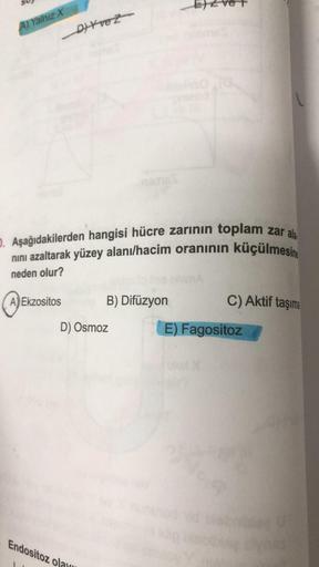 A) Yalnız X
O. Aşağıdakilerden hangisi hücre zarının toplam zar ala
nını azaltarak yüzey alanı/hacim oranının küçülmesine
neden olur?
A Ekzositos
DIY ve Z
Endositoz ola
B) Difüzyon
D) Osmoz
C) Aktif taşıma
E) Fagositoz