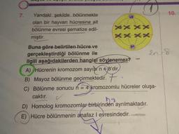 7.
Yandaki şekilde bölünmekte
olan bir hayvan hücresine ait
bölünme evresi şematize edil-
miştir.
Buna göre belirtilen hücre-ve
gerçekleştirdiği bölünme ile
X X
****
ilgili aşağıdakilerden hangişí söylenemez?
A) Hücrenin kromozom sayısın 8'dir,
B) Mayoz bölünme geçirmektedir.
C) Bölünme sonucu n = 4 kromozomlu hücreler oluşa-
caktır.
D) Homolog kromozomlar birbirinden ayrılmaktadır.
E) Hücre bölünmenin anafaz I evresindedir.
10.
2018
2n.