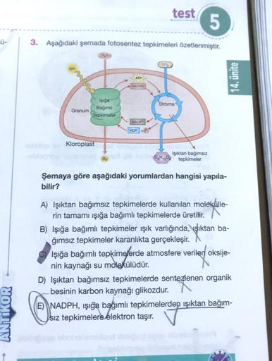 ANTIKOR
3. Aşağıdaki şemada fotosentez tepkimeleri özetlenmiştir.
Granum
H₂O
Işığa
Bağımlı
Tepkimeler
Kloroplast
ATP
NADPH
NADP
ADP
test 5
CO₂
Stroma
FOR
exC6H₁2O6 tepkimeler
Işıktan bağımsız
Şemaya göre aşağıdaki yorumlardan hangisi yapıla-
bilir?
A) Işık