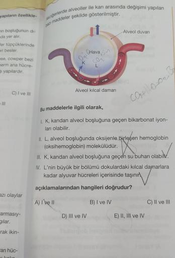 yapıların özellikle-
in boşluğunun di-
da yer alır.
fer tüpçüklerinde
eri besler.
ese, cowper bezi
berm ana hücre-
Si yapılardır.
III
C) I ve III
azı olaylar
armasiy-
gilar.
rak ikin-
an hüc-
a kalın
Akciğerlerde alveoller ile kan arasında değişimi yapılan