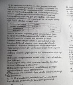 12. Bir araştırmacı siyanobakteri kolonileri üzerinde günün farklı
vakitlerinin, hücre büyüklüğünün ve ışığın hücre bölünmesine olan
etkilerini incelemek için bir deney tasarlamıştır. Siyanobakterilerini
sabit ışık koşullarında ve değişken ışık koşullarında gözlemlemiştir.
Deneyde sirkadiyen saatin hücre bölünmesinde sadece aç-kapa
butonu şeklinde çalışmadığı, gün içerisinde hücre bölünmesini
ayarlayarak hızlandırıcı veya yavaşlatıcı şekilde etki ettiğini gösterip
ilgili verileri tablodaki gibi kaydetmiştir.
Hücrelerin ulaştığı büyüklük
Hücrelerin oluştuğu saatler
Hücre çoğalması
Hücre bölünme hızı
2,2 mikron
14.00-16.00 arası
Ertesi gün
Yavaş
Deneyin sonucunda araştırmacı, günün erken saatlerinde oluşan
hücrelerin tekrar bölünmeden önce daha küçük bir boyuta kadar
büyüdüğünü ve gün bitmeden önce bölünmek için acele
davrandıklarını belirtiyor. Günün ilerleyen saatlerinde oluşan
hücrelerse bölünmek için acele etmiyor ve gece karanlığında
bölünmüyor. Bu nedenle daha büyük bir boyuta ulaşabiliyorlar.
Yukarıdaki araştırmaya göre yapılan deneyle ilgili olarak hangisine
ulaşılamaz?
A) Hücre bölünmesi gerçekleşmeden önce hücre belirli bir büyüklüğe
ulaşır.
B) Hücreler ve organizmaların metabolizmaları kendi içsel saatlerine
göre tepki verir.
1,0 mikron
06.00-09.00 arası
Gün bitmeden
Hızlı
C) Gün işığının varlığı sabah saatlerinde oluşan hücrelerin hücre
bölünmesini hızlandırıcı etki gösterir.
D) Hücrenin hangi boyutta ve ne zaman bölünmesi gerektiğini
belirleyen hücre içi ve dışı faktörler bulunur.
EYGünün ilerleyen saatlerinde oluşan hücreler ritimlerini kaybettiği
için bölünmezler.
13. Şekildeki soyağacında, otozomal resesif bir genin etkisini
fenotiplerinde gösteren bireyler koyu renkte gösterilmiştir.
16. Bitkile
değişen o
A) Çelikl
D) Doku
17. Soya
A
LO
** "b
A) 4/
18. Ba
Erkel
I. Ana
II. Hc
III. K
IV. H
V. S
olay
A) I
19.
edi