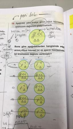 bulu-
goe
com-
mitoz
+
le
k
geni bok.
10. Aşağıdaki şekil (kraliçe arının vücut hücresindek
kromozom dağılımını göstermektedir.
erkek
4X
èrcice or (en)
// Mayoz
M
lex
E)
DNA
A)
B)
C)
-D)
Buna göre aşağıdakilerden hangisinde erkek
arının vücut hücresi (x) ve sperm hücresindeki
(y) kromozom dağılımı verilmiştir?
X
<
} <<
AA
} A
trolice
<<
kantor develo
(2)
AA
Amer
<<
AA
SI
MAY
PMAT
Y
<<
AA
AA
m
V
A
V
PMA I
4661671913
1.