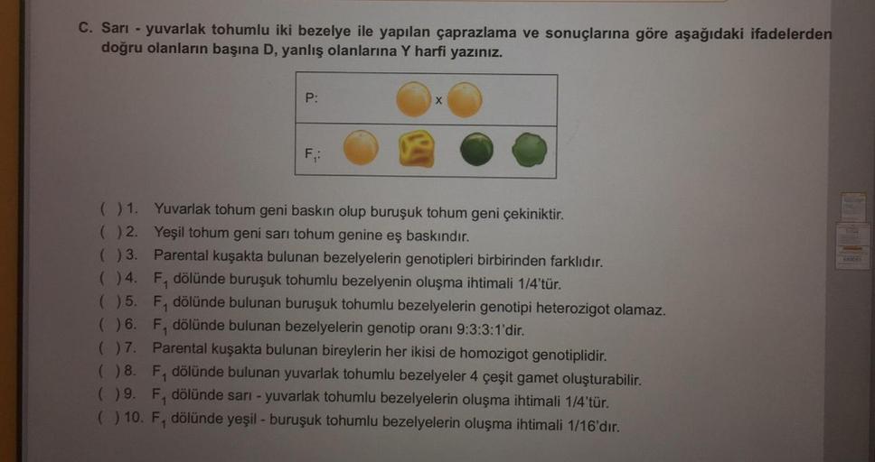 C. Sarı - yuvarlak tohumlu iki bezelye ile yapılan çaprazlama ve sonuçlarına göre aşağıdaki ifadelerden
doğru olanların başına D, yanlış olanlarına Y harfi yazınız.
( ) 1.
() 2.
( ) 3.
( ) 4.
( ) 5.
( ) 6.
( ) 7.
(
) 8.
( ) 9.
( ) 10.
P:
F₁:
X
Yuvarlak toh