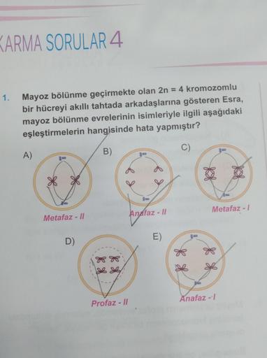 KARMA SORULAR 4
1. Mayoz bölünme geçirmekte olan 2n = 4 kromozomlu
bir hücreyi akıllı tahtada arkadaşlarına gösteren Esra,
mayoz bölünme evrelerinin isimleriyle ilgili aşağıdaki
eşleştirmelerin hangisinde hata yapmıştır?
B)
C)
A)
Metafaz - Il
D)
Profaz - I