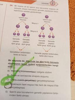 cek
24. Bir insana ait iki sperm ana hücresinin mayozu ve
sonuçta oluşan hücrelerin genetik yapılarının karşı-
laştırılması şekilde gösterilmiştir.
sperm ana
hücresi
Genetik
Genetik
yapıları
yapıları
aynı grup aynı grup
Genetikleri birbirinden
farklı iki hücre
Mayoz I
DENEME 2
www
Mayoz II
sperm ana
hücresi
Genetik
Genetik
yapıları
yapıları
farklı grup farklı grup
Genetik yapıları birbirinden
farklı dört hücre
Bir mayozda iki, diğerinde ise dört farklı hücrenin
oluşmasının temel nedeni aşağıdakilerden hangi-
sidir?
A) Homolog kromozomların rastgele dizilimi
B) Tetrat ve sonrasında sinapsis oluşumu
C) Cross-overin gerçekleşip gerçekleşmemesi
(D) Sitokinezin hem mayoz l'de hem de mayoz Il'de
gerçekleşmesi
E) Sperm ana hücrelerinin genetik yapılarının birbi-
rinden farklı olması