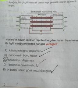 Aşağıda bir çizgili kasa ait bantlı yapı şematik olarak gösteril-
miştir.
2
Z
Aktin
Sarkomer (Gevşemiş kas)
Miyozin
-H-
-A-
A) A bandının boyu değişmez
B) Sarkomerin boyu kısalır.
Kasın boyu değişmez.
D) I bandının boyu kısalır. V
E) H bandı kısalır, görünmez hâle gelir
Z
Huxley'in kayan iplikler hipotezine göre, kasin kasılması
ile ilgili aşağıdakilerden hangisi yanlıştır?