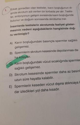 1.
Erkek gonadları olan testisler, karın boşluğunun di-
şında skrotum adı verilen bir torbada yer alır. Testis-
ler, embriyonun gelişim evresinde karın boşluğunda
bulunur ve doğum sonrasında skrotuma iner.
insanlarda testislerin skrotumda faaliyet göster-
