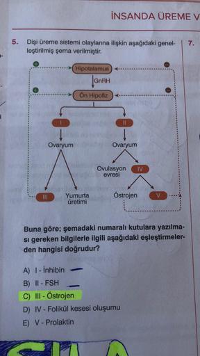 5.
Dişi üreme sistemi olaylarına ilişkin aşağıdaki genel- 7.
leştirilmiş şema verilmiştir.
+
Ovaryum
Hipotalamus
Yumurta
üretimi
GnRH
Ön Hipofiz
L
İNSANDA ÜREME V
aby neb
||
Ovaryum
Ovulasyon IV
evresi
A) I-inhibin
B) II - FSH
C) III - Östrojen
D) IV - Fol