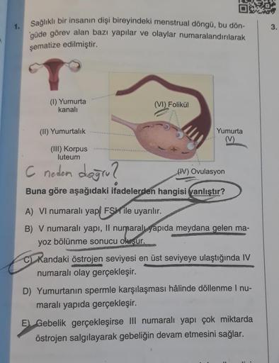 1.
Sağlıklı bir insanın dişi bireyindeki menstrual döngü, bu dön-
güde görev alan bazı yapılar ve olaylar numaralandırılarak
şematize edilmiştir.
(1) Yumurta
kanalı
(VI) Folikül
(II) Yumurtalık
(III) Korpus
luteum
C neden doğru?
(IV) Ovulasyon
Buna göre aş