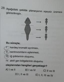 28. Aşağıdaki şekilde planaryanın eşeysiz üremesi
gösterilmiştir.
Bu süreçte;
1. kardeş kromatit ayrılması,
Tsentrozomların eşlenmesi,
III) iğ ipliklerinin oluşumu,
IV. aktif gen bölgelerinin oluşumu
olaylarından hangileri gerçekleşir?
A) I ve II
B) I ve IV
D) I, II ve III
C) II ve III
E) I, II, III ve IV