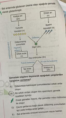 Bal arılarında gözlenen üreme olayı aşağıda şematik
olarak gösterilmiştir.
PARTENOGENEZ
A)
Kraliçe arı
(2n)
B)
Yumurta
hücreleri (n)
000000
Döllenmemiş
yumurtalar
Haploid
gelişme
Erkek arılar
(n)
Döllenme
İşçi arılar
(2n)
nemov
Zigot (2n) a smeti u8
A
Dişi embriyolar (2n)
sivizsuzuto hatted
Polenle beslenirse
Dagien nobrile
Erkek arı
(n)
Sperm
hücreleri (n)
b helige
25619
abis
insbisd 118 11
Arı sütü ile beslenirse
Disd müT HI
Kraliçe arı
Şemadaki bilgilere dayanarak aşağıdaki yargılardan
hangisine varılamaz?
11 av 11 (3
(2n) arany
Döllenmeye katılmayan yumurtalardan erkek arılar
oluşur.
Bir erkek arıdan oluşan tüm spermlerin genetik
özellikleri aynıdır.
Erkek gametler mayoz, dişi gametler mitoz bölünme
ile oluşur.
D) Çevre şartlarına bağlı olarak döllenmiş yumurtadan
işçi yada kraliçe arılar gelişir.
E) Bal arılarında cinsiyeti kromozom sayısı belirler.