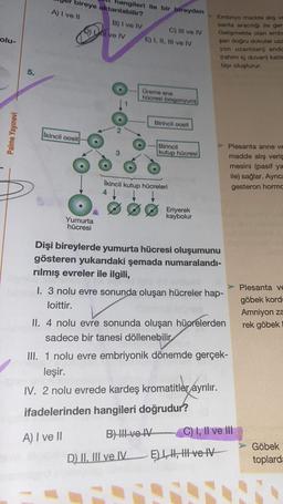 olu-
Palme Yayınevi
5.
bireye aktarılabilir?
hangileri ile bir bireyden
A) I ve II
Ikincil oosit
D)
Yumurta
hücresi
B) I ve IV
ve IV
C) III ve IV
E) I, II, III ve IV
Üreme ana
hücresi (oogonyum)
Birincil oosit
Ikincil kutup hücreleri
Birincil
kutup hücresi
D) II, III ve IV
Eriyerek
kaybolur
B) III ve IV
Dişi bireylerde yumurta hücresi oluşumunu
gösteren yukarıdaki şemada numaralandı-
rılmış evreler ile ilgili,
Embriyo madde alış ve
santa aracılığı ile ger
Gelişmekte olan embr
gan doğru dokular uza
yon uzantıları) endc
(rahim iç duvan) katil
tayı oluşturur.
I. 3 nolu evre sonunda oluşan hücreler hap-
loittir.
>Plesanta anne ve
madde alış veriş
mesini (pasif ya
ile) sağlar. Ayrıca
gesteron hormo
II. 4 nolu evre sonunda oluşan hücrelerden
sadece bir tanesi döllenebilir
III. 1 nolu evre embriyonik dönemde gerçek-
leşir.
IV. 2 nolu evrede kardeş kromatitler ayrılır.
ifadelerinden hangileri doğrudur?
A) I ve II
E) I, II ve IV
-C) I, II ve III
Plesanta ve
göbek kord
Amniyon za
rek göbek
Göbek
toplard=