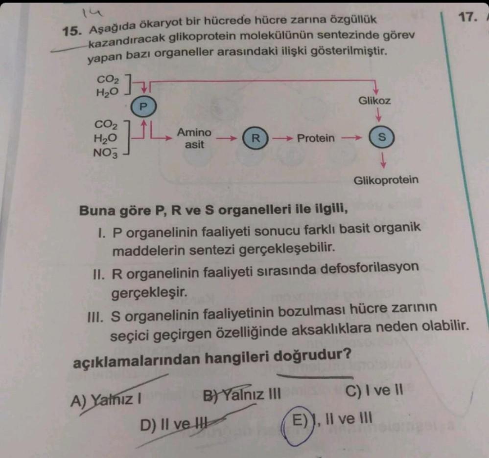 15. Aşağıda ökaryot bir hücrede hücre zarına özgüllük
kazandıracak glikoprotein molekülünün sentezinde görev
yapan bazı organeller arasındaki ilişki gösterilmiştir.
CO₂ hr
H₂O
CO₂
H₂O
NO3
P
L
Amino
asit
A) Yalnız I
Glikoz
R →→Protein →>> S
Buna göre P, R v