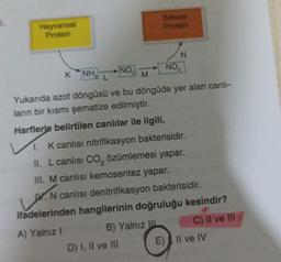 Hayvansal
Protein
Bitkisel
Protein
B) Yalnız IIL
NO
K NH NO₂ M
Yukarıda azot döngüsü ve bu döngüde yer alan canlı-
ların bir kısmı şematize edilmiştir.
Harflerle belirtilen canlılar ile ilgili,
D) I, II ve III
N
1. K canlısı nitrifikasyon bakterisidir.
II. L canlısı CO₂ özümlemesi yapar.
III. M canlısı kemosentez yapar.
VN canlısı denitrifikasyon bakterisidir.
ifadelerinden hangilerinin doğruluğu kesindir?
A) Yalnız I
C) II ve III
E) Il ve IV