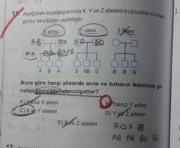 11. Aşağıdaki soyağaçlarında X, Y ve Z ailelerinin çocuklarının kan
grubu fenotipleri verilmiştir.
12
ailesi
AB
AA AA BOAB
DOO
ABA
Y ailesi
AP BO
A) Yalnız X ailesi
C) X ve Y aileleri
□O
0 AB 0
Zesi
Buna göre hangi ailelerde anne ve babanın ikisininde ge-
notipi kesinlikle heterozigottur?
E) X ve Z aileleri
BBB
BYalnız Y ailesi
D) Y ve Z aileleri
AOX BR
AB AB BO GO
12.