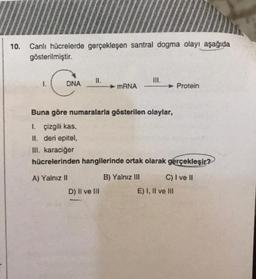 10. Canlı hücrelerde gerçekleşen santral dogma olayı aşağıda
gösterilmiştir.
I.
C
DNA
mRNA
Buna göre numaralarla gösterilen olaylar,
1. çizgili kas,
II. deri epitel,
D) II ve III
III. karaciğer
hücrelerinden hangilerinde ortak olarak gerçekleşir?
A) Yalnız II
B) Yalnız III
Protein
C) I ve II
E) I, II ve III