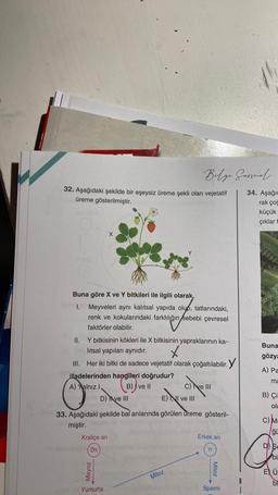 32. Aşağıdaki şekilde bir eşeysiz üreme şekli olan vejetatif
üreme gösterilmiştir.
Buna göre X ve Y bitkileri ile ilgili olarak,
I. Meyveleri aynı kalıtsal yapıda olup, tatlarındaki,
renk ve kokularındaki farklılığın sebebi çevresel
faktörler olabilir.
ifadelerinden hangileri doğrudur?
A) Yalnız I.
B) ve Il
II.
Y bitkisinin kökleri ile X bitkisinin yapraklarının ka-
litsal yapıları aynıdır.
III.
Her iki bitki de sadece vejetatif olarak çoğaltılabilir. Y
D) ve III
Kraliçe arı
2n
Mayoz
Y
Belge Garmal.
Yumurta
33. Aşağıdaki şekilde bal arılarında görülen üreme gösteril-
miştir.
E) NI ve III
Mitoz
C) ve III
Erkek arı
n
Mitoz
Sperm
34. Aşağıc
rak çoğ
küçük
çıklar t
69999
Buna
gözya
A) Pa
ma
B) Çi
olu
C) M.
ğü
Se
bi
E Ü:
bi