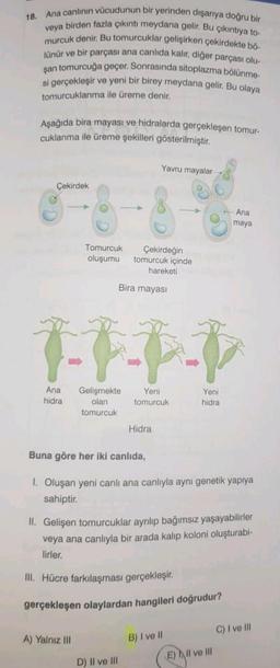 veya
18. Ana canlının vücudunun bir yerinden dışarıya doğru bir
a birden fazla çıkıntı meydana gelir. Bu çıkıntıya to-
murcuk denir. Bu tomurcuklar gelişirken çekirdekte bö-
lünür ve bir parçası ana canlıda kalır, diğer parçası olu-
şan tomurcuğa geçer. Sonrasında sitoplazma bölünme-
si gerçekleşir ve yeni bir birey meydana gelir. Bu olaya
tomurcuklanma ile üreme denir.
Aşağıda bira mayası ve hidralarda gerçekleşen tomur-
cuklanma ile üreme şekilleri gösterilmiştir.
Çekirdek
Ana
hidra
Tomurcuk
oluşumu
A) Yalnız III
TIAP
Yeni
tomurcuk
Gelişmekte
olan
tomurcuk
Yavru mayalar
Çekirdeğin
tomurcuk içinde
hareketi
Bira mayası
D) II ve III
Hidra
Buna göre her iki canlıda,
1. Oluşan yeni canlı ana canlıyla aynı genetik yapıya
sahiptir.
Yeni
hidra
II. Gelişen tomurcuklar ayrılıp bağımsız yaşayabilirler
veya ana canlıyla bir arada kalıp koloni oluşturabi-
lirler.
III. Hücre farkılaşması gerçekleşir.
gerçekleşen olaylardan hangileri doğrudur?
Ana
maya
B) I ve II
E) Il ve Ill
C) I ve III