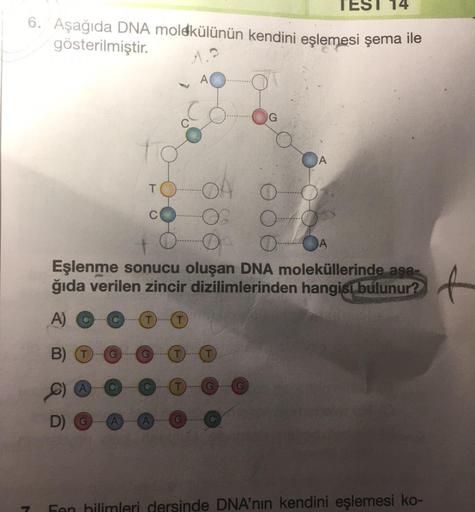 6. Aşağıda DNA molekülünün kendini eşlemesi şema ile
gösterilmiştir.
1.2
7
D)
T
A
T
AO
G
G
Eşlenme sonucu oluşan DNA moleküllerinde aşa-
ğıda verilen zincir dizilimlerinden hangisi bulunur?
A)
B)
A
TEST
O
O
O OA
Fen hilimleri dersinde DNA'nın kendini eşlem
