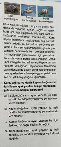 Kara
kaplumbağası
Tatlı su
kaplumbağası
Deniz
kaplumbağası
Kara kaplumbağaları, Dünya'nın çeşitli böl-
gelerinde yaşamaktadırlar. Dağlık, ormanlık
hatta çöl olan bölgelerde bile kara kaplum-
bağalarına rastlamak mümkündür. Kara
kaplumbağalarının ayaklarınd