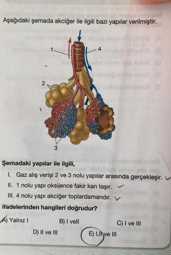 Aşağıdaki şemada akciğer ile ilgili bazı yapılar verilmiştir.
2
1.
3
D) II ve III
L4
B) I vell
0
SUNO (A
Şemadaki yapılar ile ilgili,
S60
I. Gaz alış verişi 2 ve 3 nolu yapılar arasında gerçekleşir. V
II. 1 nolu yapı oksijence fakir kan taşır.
III. 4 nolu